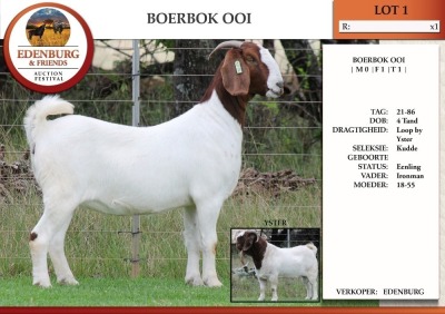 1X BOER GOAT FLOCK DOE EDENBURG