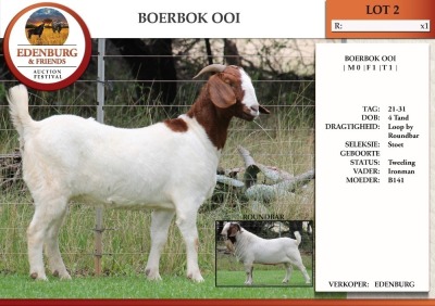 1X BOER GOAT PS DOE EDENBURG