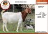 1+2X BOER GOAT STUD DOE EDENBURG