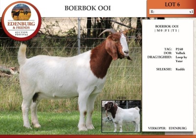 1X BOER GOAT FLOCK DOE EDENBURG