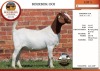 1X BOER GOAT PS DOE AUCAMP