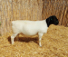1X DORPER RAM NOOITGEDACHT DORPERSTOET - STOET/STUD - 2