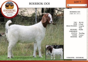 1X BOER GOAT FLOCK DOE EDENBURG