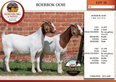 2X BOER GOAT FLOCK DOE AUCAMP (Pay per Animal)