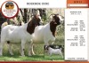 2X BOER GOAT STUD DOE EDENBURG (Pay per Animal)