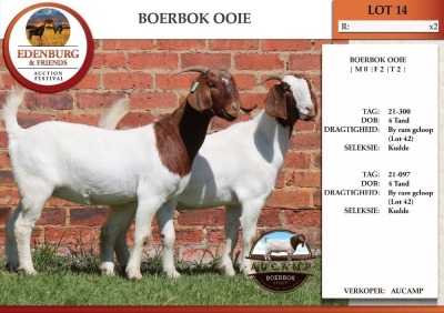 2X BOER GOAT FLOCK DOE AUCAMP (Pay per Animal)