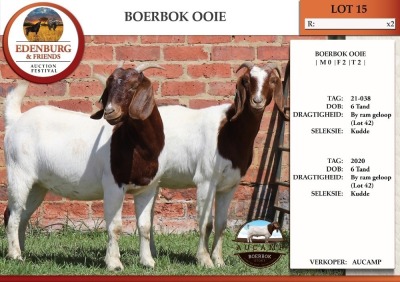 2X BOER GOAT FLOCK DOE AUCAMP (Pay per Animal)