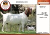 1X BOER GOAT FLOCK DOE EDENBURG