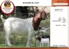 1X BOER GOAT FLOCK DOE EDENBURG