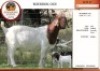 1X BOER GOAT FLOCK DOE EDENBURG