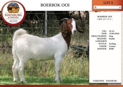 1X BOER GOAT FLOCK DOE EDENBURG