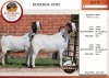 2X BOER GOAT PS DOE AUCAMP (Pay per Animal)