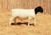 1X DORPER RAM NOOITGEDACHT DORPERSTOET - STOET/STUD - 3