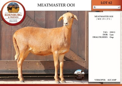 1X MEATMASTER EWE AUCAMP