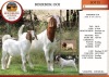 1+1X BOER GOAT STUD DOE EDENBURG