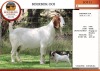 1+1X BOER GOAT STUD DOE EDENBURG