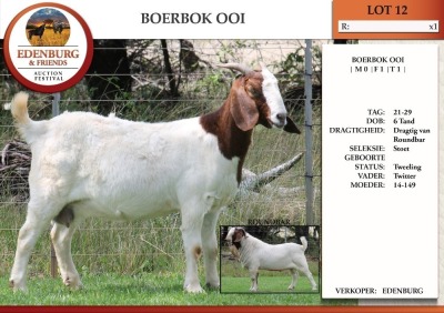 1X BOER GOAT PS DOE EDENBURG