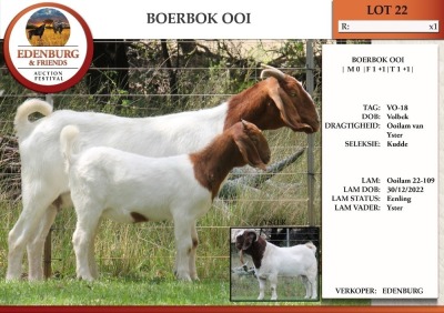 1+1X BOER GOAT FLOCK DOE EDENBURG