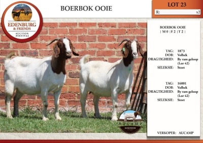 2X BOER GOAT STUD DOE AUCAMP (Pay per Animal)