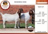 2X BOER GOAT FLOCK DOE AUCAMP (Pay per Animal)