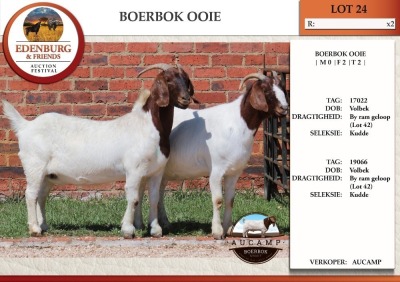 2X BOER GOAT FLOCK DOE AUCAMP (Pay per Animal)