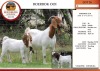 1+1X BOER GOAT STUD DOE EDENBURG