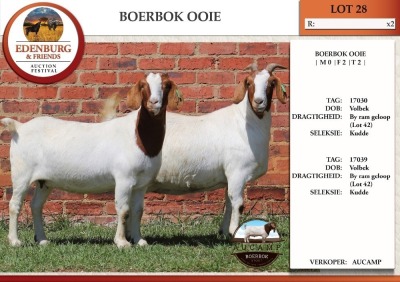 2X BOER GOAT FLOCK DOE AUCAMP (Pay per Animal)