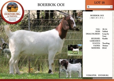 1X BOER GOAT FLOCK DOE EDENBURG