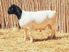 1X DORPER RAM NOOITGEDACHT DORPERSTOET - STOET/STUD - 4