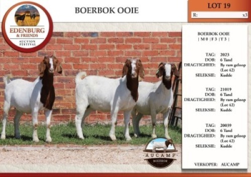 3X BOER GOAT FLOCK DOE AUCAMP (Pay per Animal)