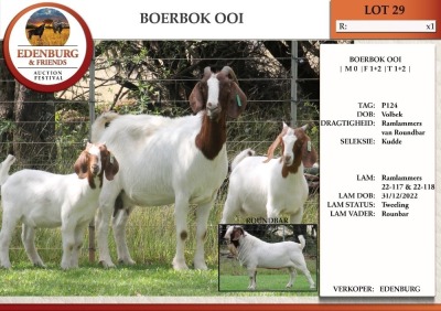 1+2X BOER GOAT FLOCK DOE EDENBURG