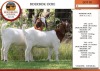 2X BOER GOAT PS DOE EDENBURG (Pay per Animal)