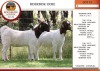 2X BOER GOAT PS DOE EDENBURG (Pay per Animal)