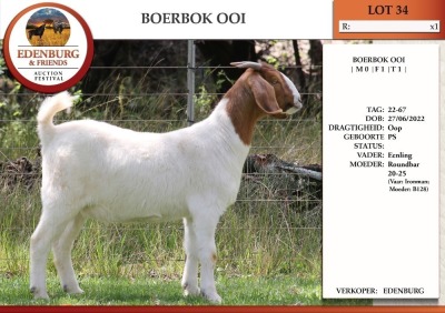 1X BOER GOAT PS DOE EDENBURG