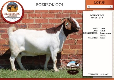 1X BOER GOAT FLOCK DOE AUCAMP