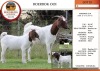 1+1X BOER GOAT FLOCK DOE EDENBURG