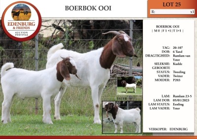 1+1X BOER GOAT FLOCK DOE EDENBURG