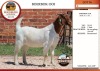 1X BOER GOAT COM DOE AUCAMP