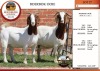 2X BOER GOAT FLOCK DOE AUCAMP (Pay per Animal)