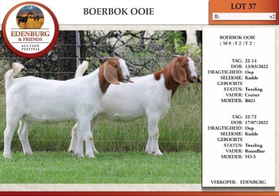 2X BOER GOAT FLOCK DOE EDENBURG (Pay per Animal)