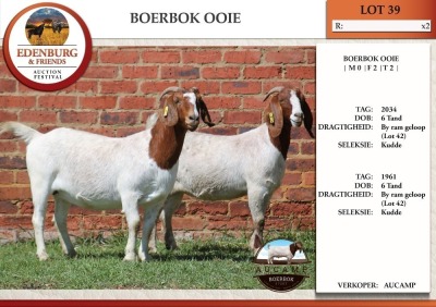 2X BOER GOAT FLOCK DOE AUCAMP (Pay per Animal)