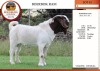 1X BOER GOAT PS BUCK EDENBURG