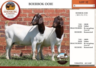 2X BOER GOAT COM DOE AUCAMP (Pay per Animal)