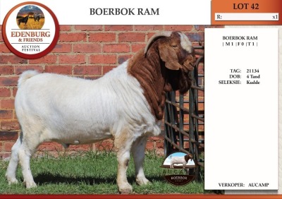 WITHDRAWN - 1X BOER GOAT FLOCK BUCK AUCAMP