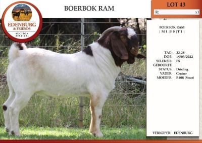 1X BOER GOAT PS BUCK EDENBURG