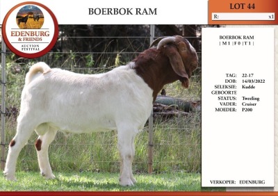 1X BOER GOAT FLOCK BUCK EDENBURG