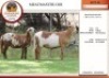 1+1X MEATMASTER EWE EDENBURG