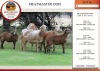 3+3X MEATMASTER EWE EDENBURG (Pay per Animal)