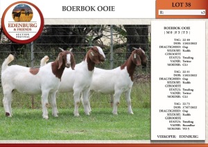 3X BOER GOAT FLOCK DOE EDENBURG (Pay per Animal)