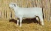 1X WIT DORPER RAM NOOITGEDACHT DORPERSTOET - STOET/STUD - 2